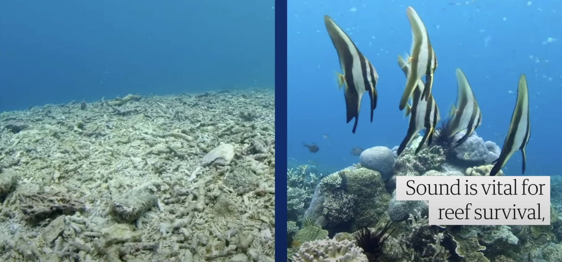 Split screen—devastated coral reef on left; vital coral reef on right